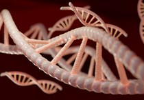 Rappresentazione artistica della molecola a forma di doppia elica del Dna (fonte: Pixabay) (ANSA)