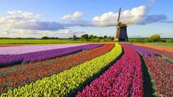 olanda