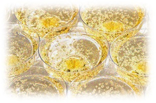 Top French Champagnes and Sparkling Wines