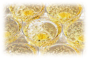 Top French Champagnes and Sparkling Wines